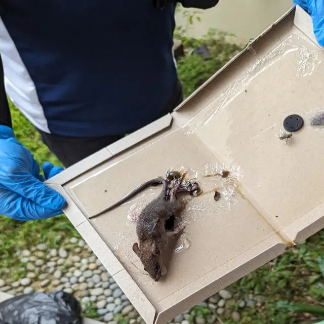 Rodent Eradication