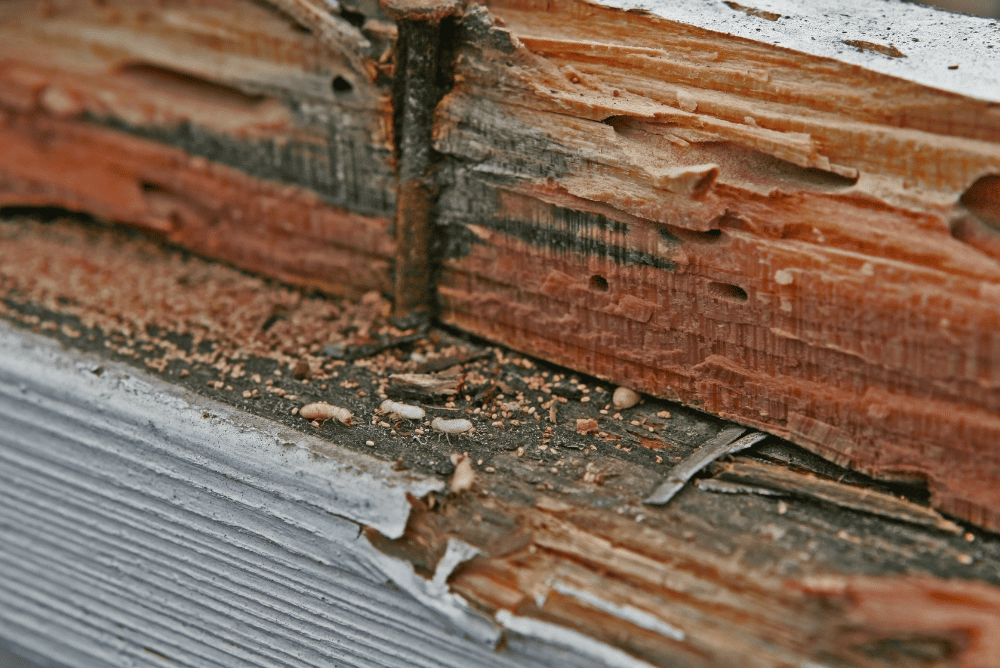 How Termites Damage Your Home