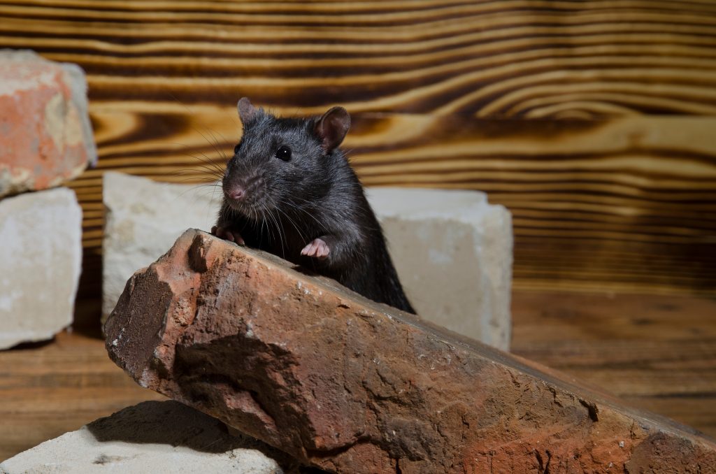 Roof Rat