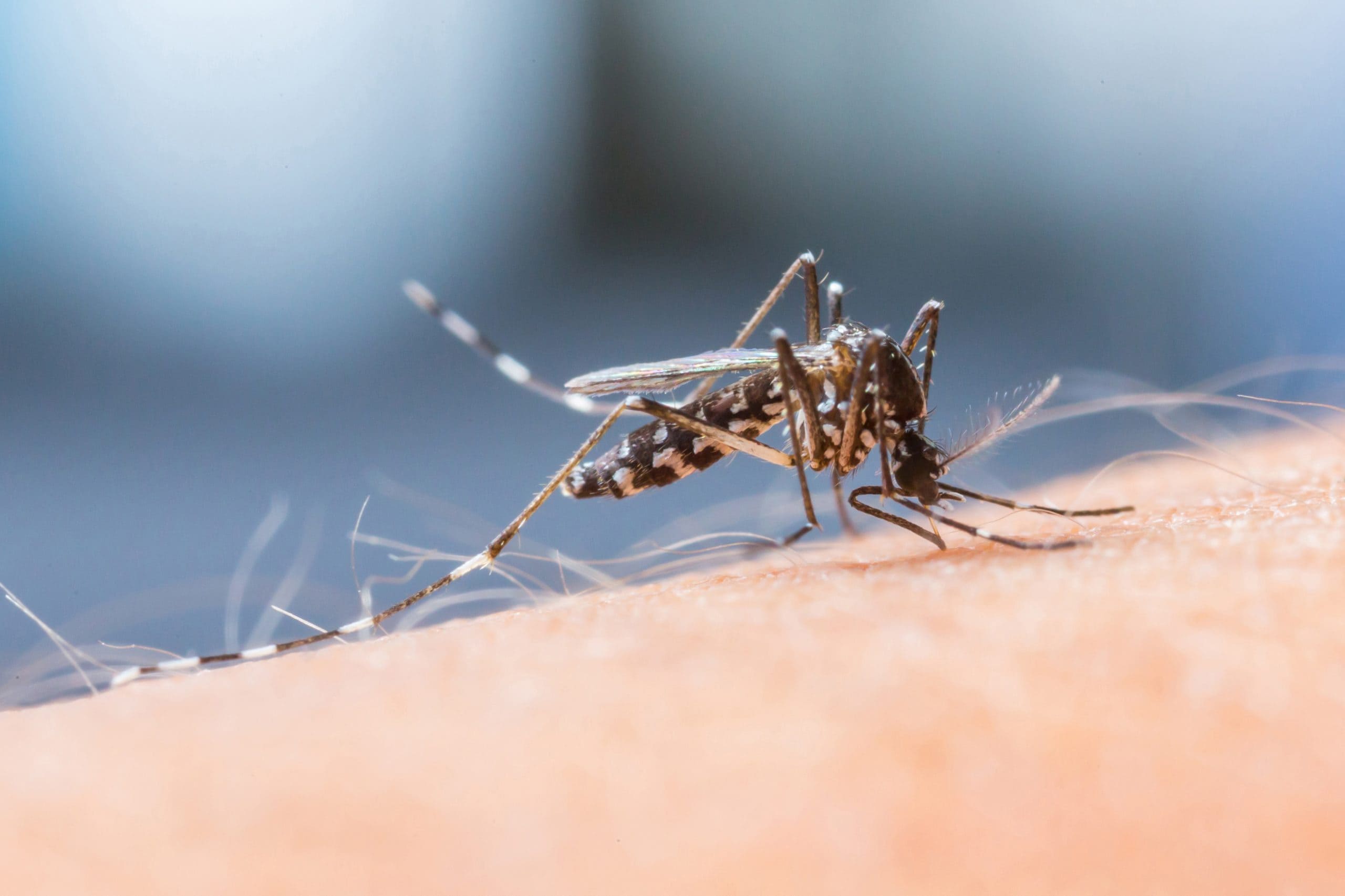 Mosquito
