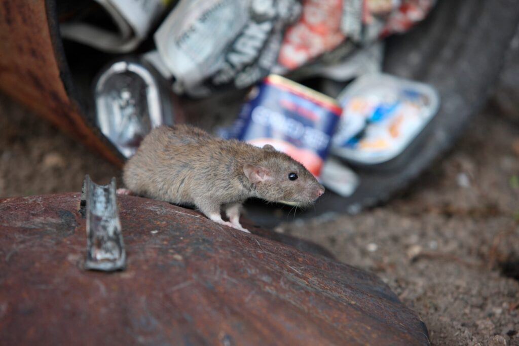 Brown rat