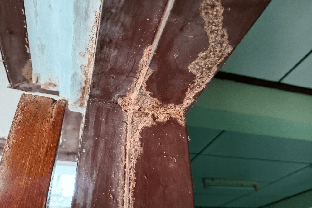 Termite infestation on wood with visible mud tubes and damage.