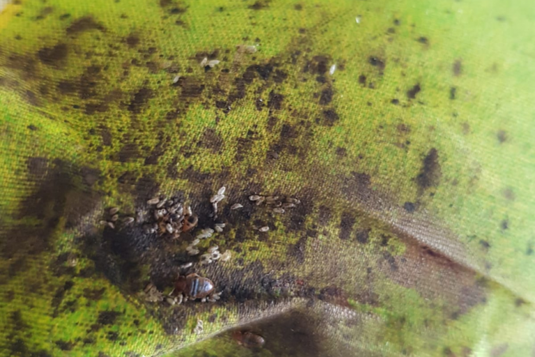 Signs-of-Bed-Bugs-