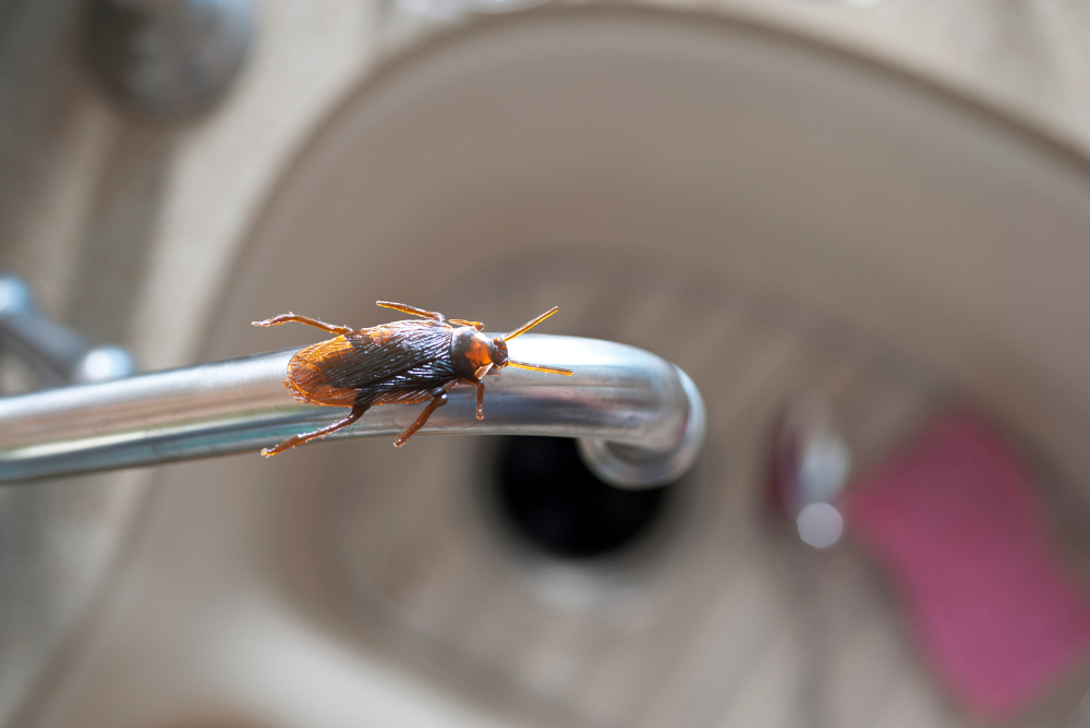 The-Hidden-Dangers-of-Cockroach-Infestations