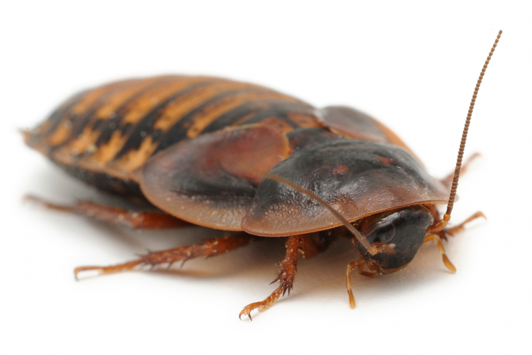Why-Cockroach-Infestations-Are-a-Health-Hazard