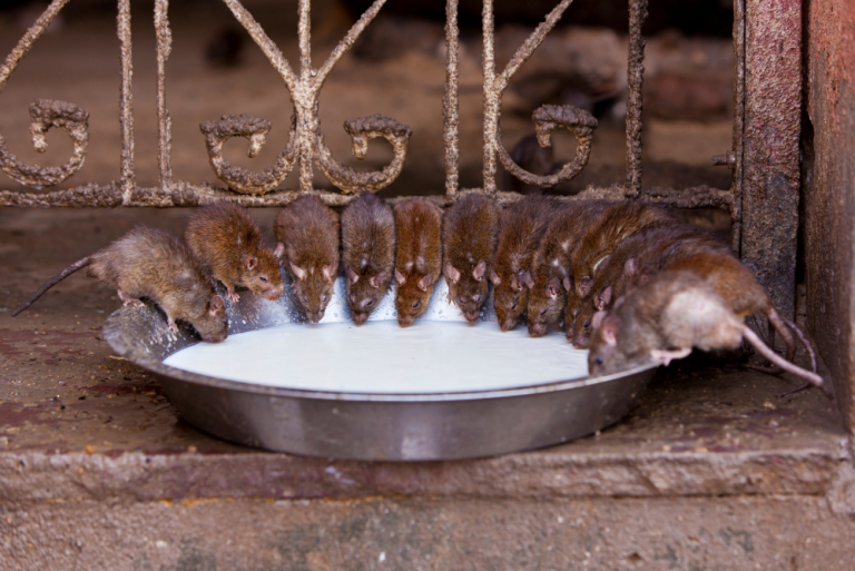 carry a wide range of diseases