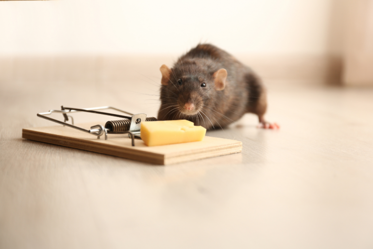 Rats are always searching for easy access to food