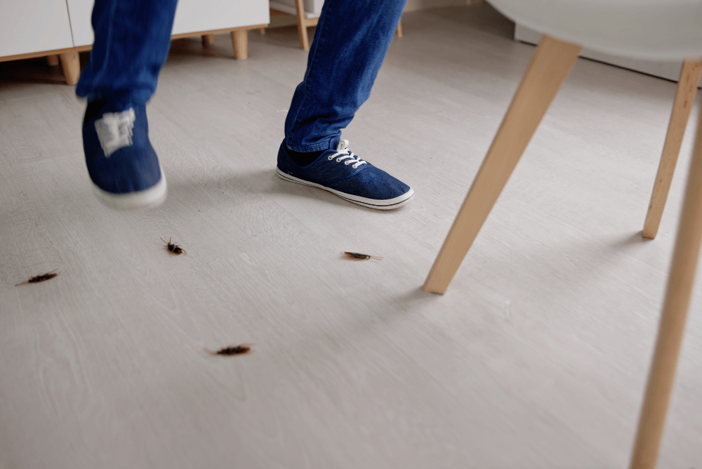 Cockroach Fumigation