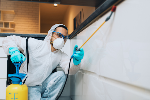 Pest Control Services in Singapore