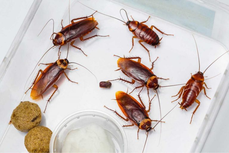 Pest control target: cockroaches contaminating food