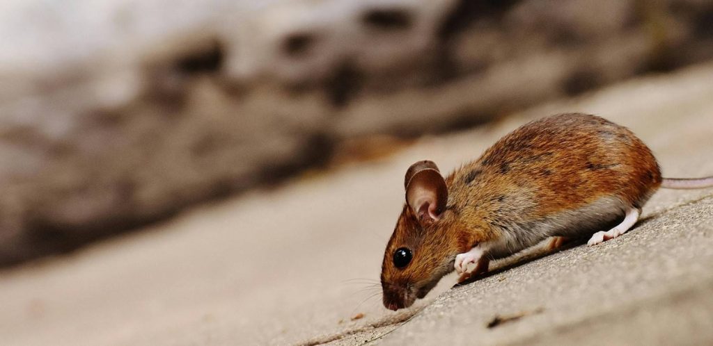 Close-up of a brown rodent on soil in a commercial space
