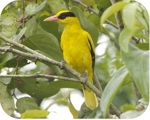 Black-naped Oriole