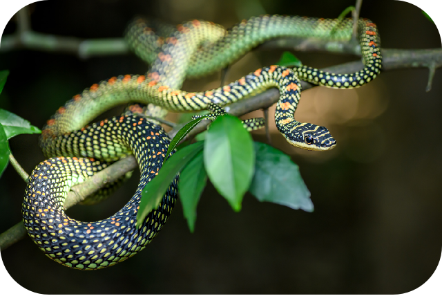 Paradise Tree Snake