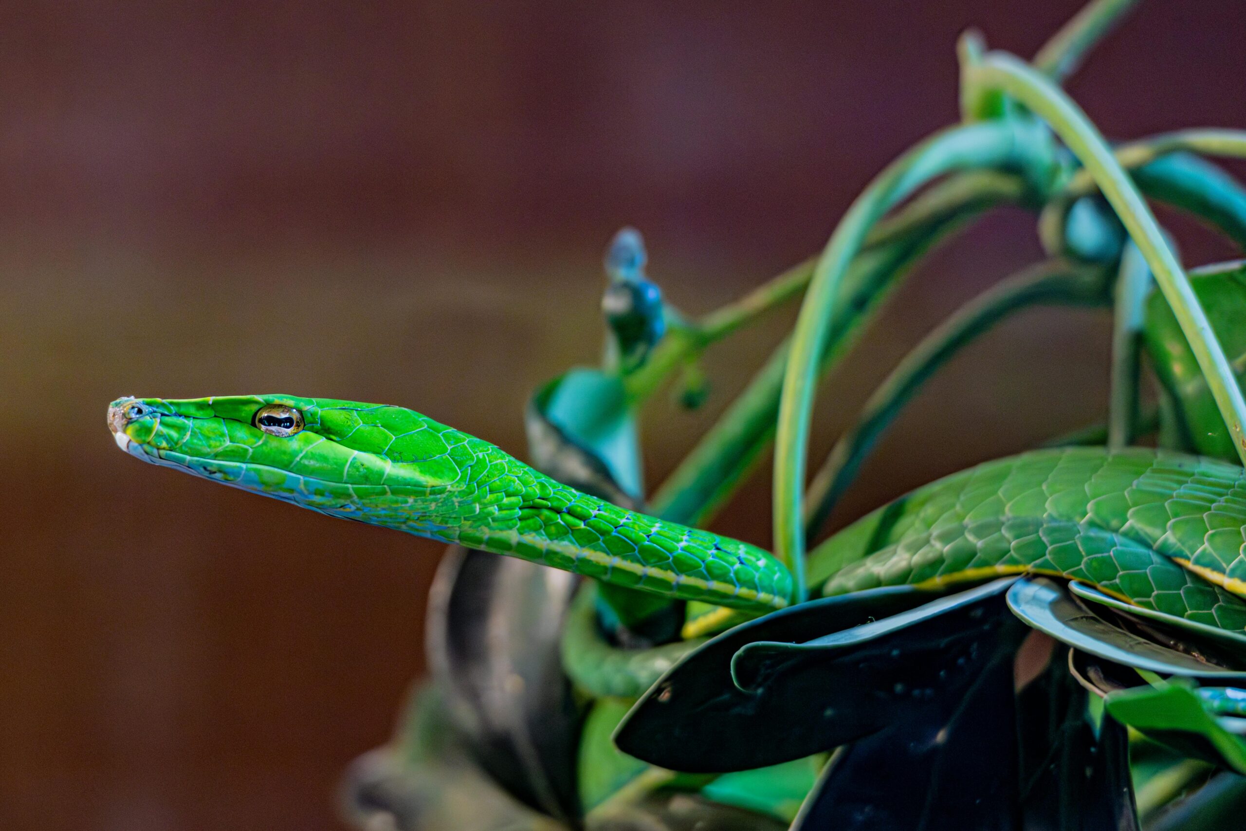 Green snake