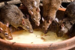 Brown rats feeding together inside a clay pot