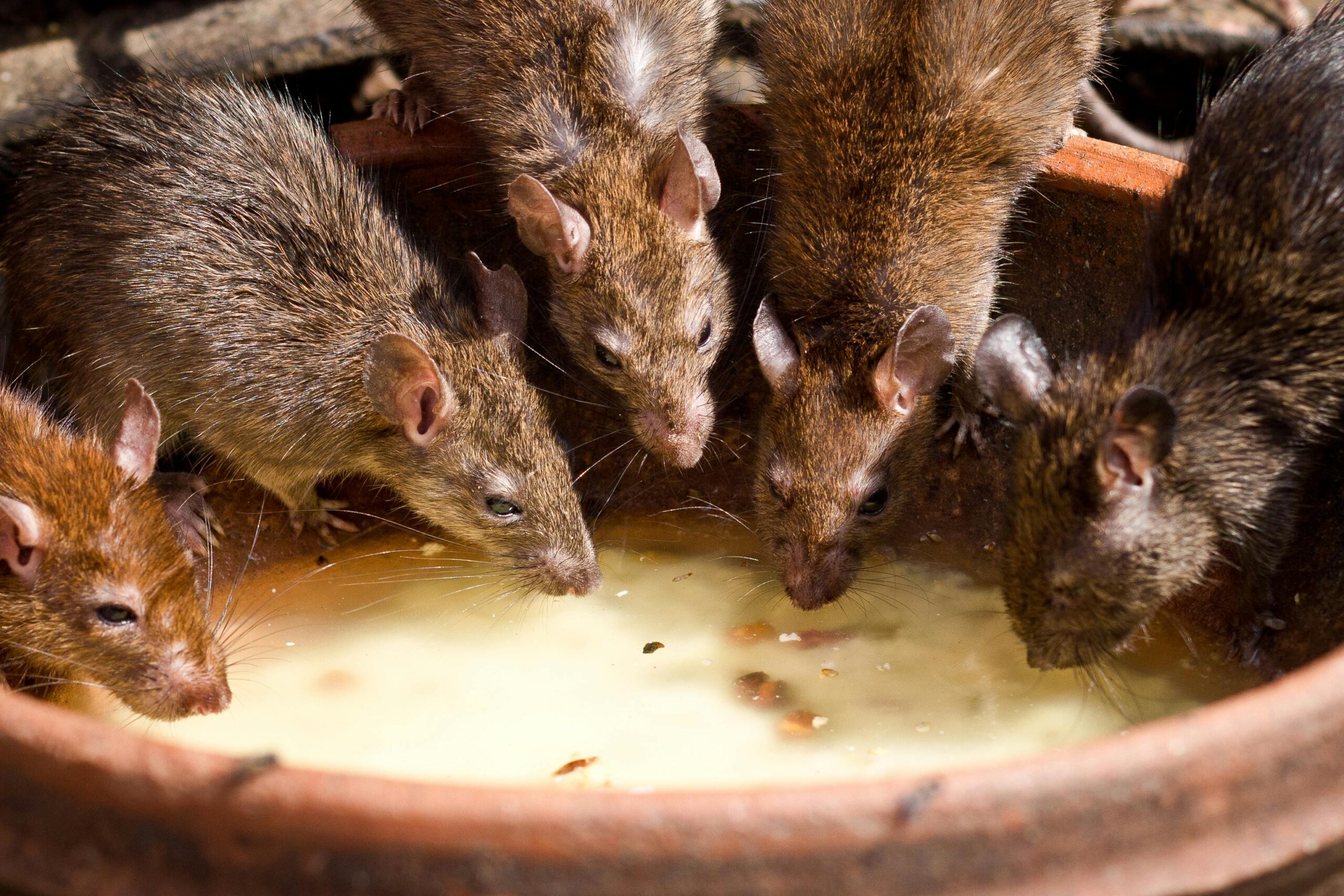 Brown rats feeding together inside a clay pot