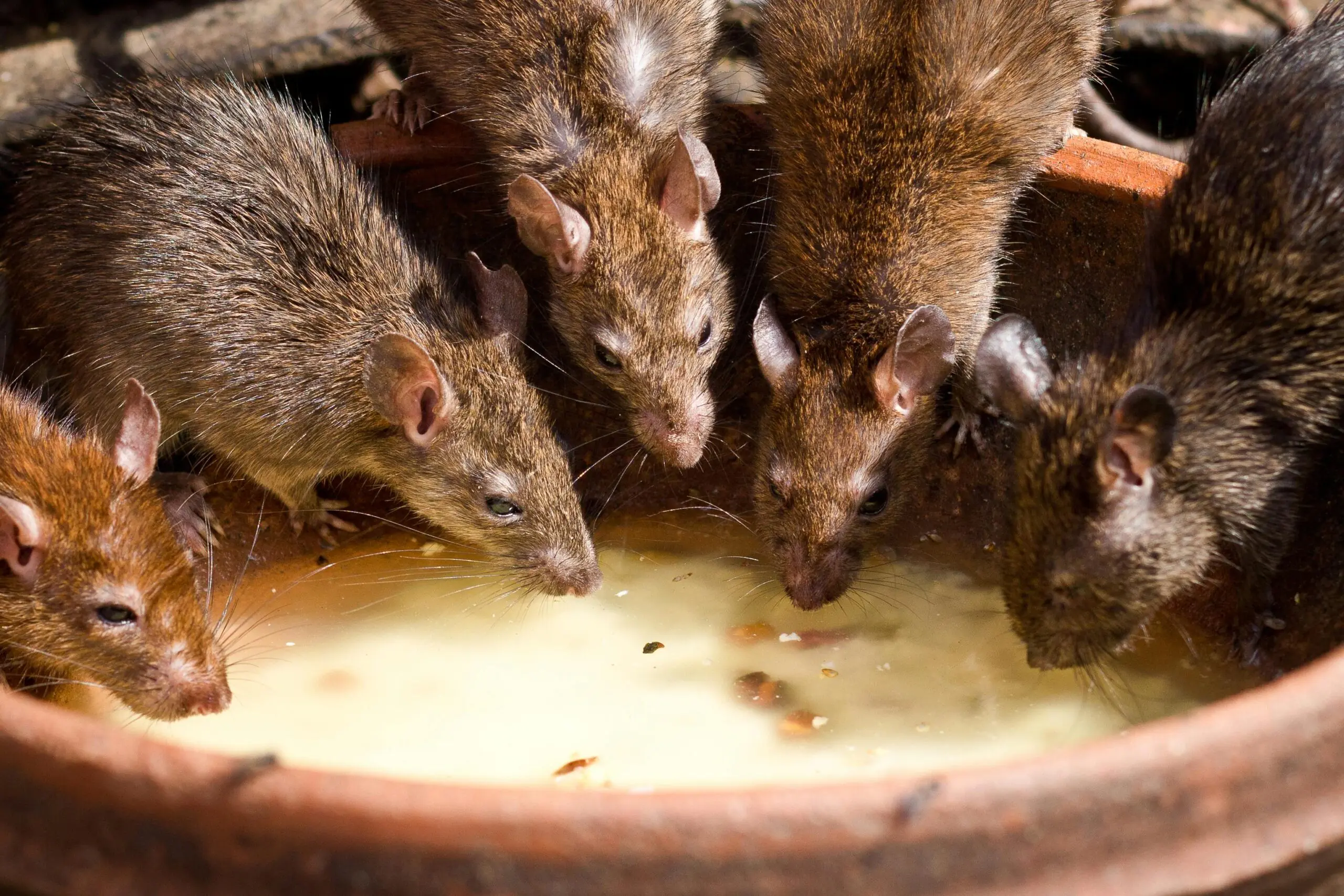 Brown rats feeding together inside a clay pot