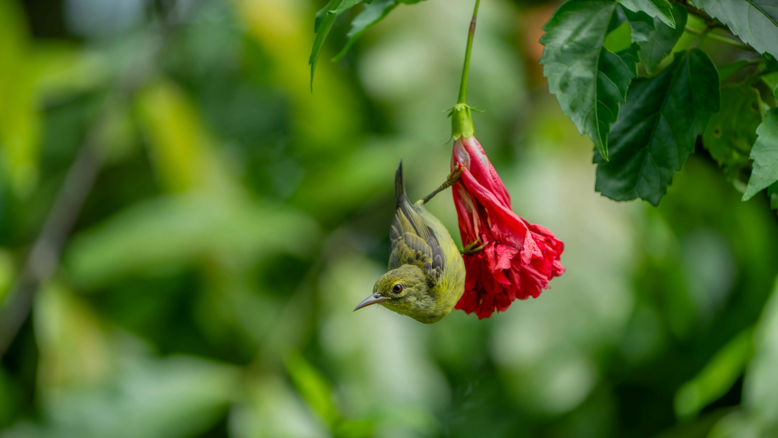 Green bird