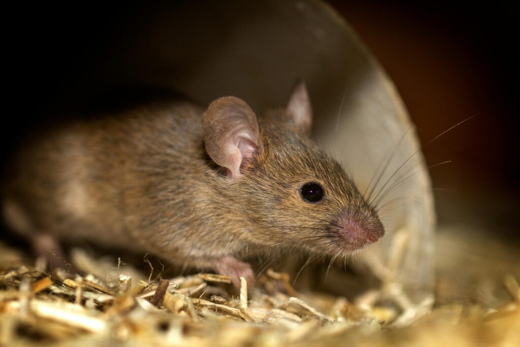A small brown mouse on straw bedding