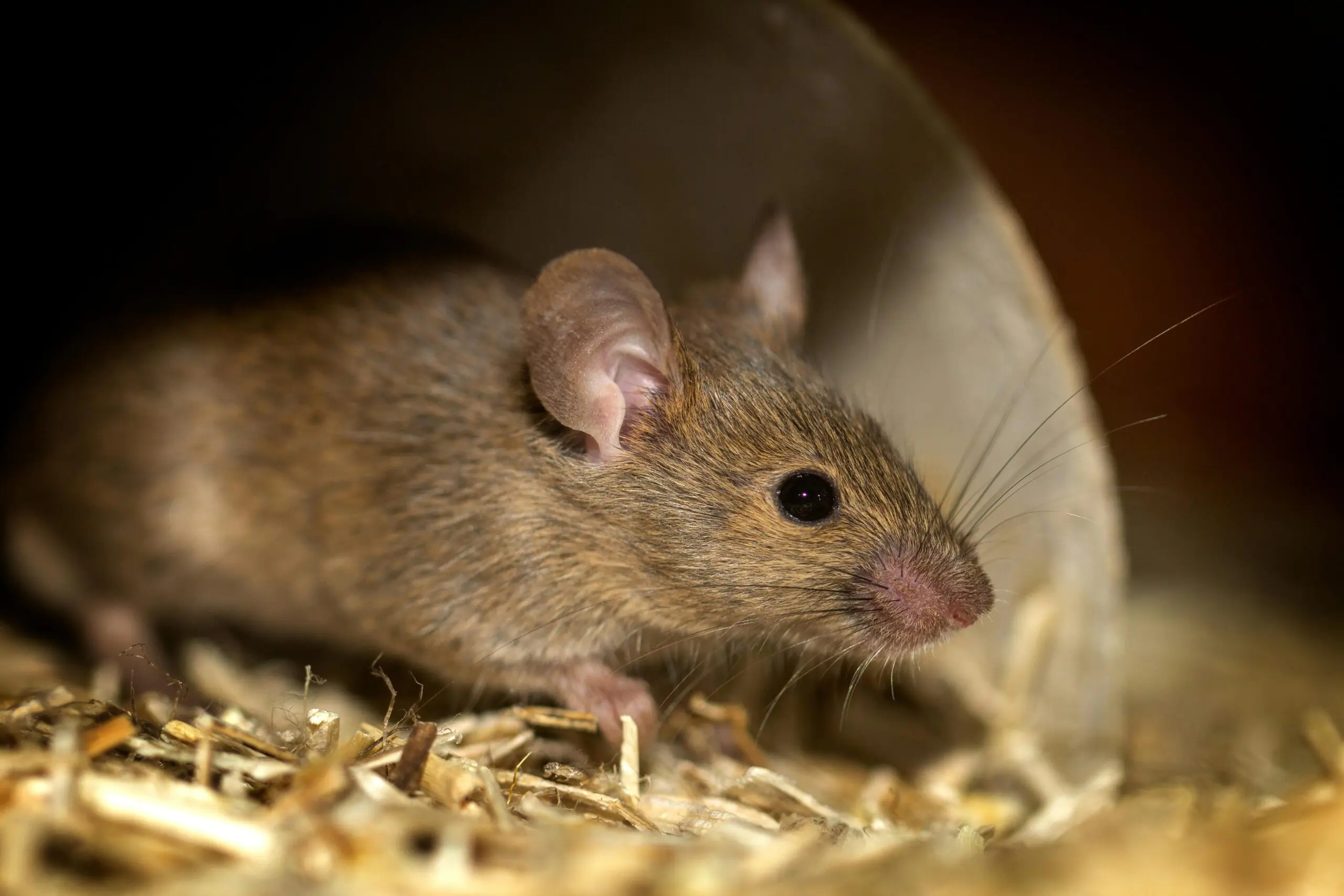 A small brown mouse on straw bedding