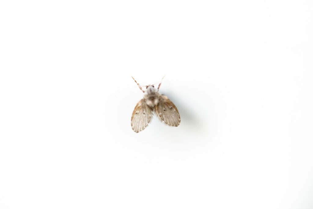 Macro shot of a moth fly