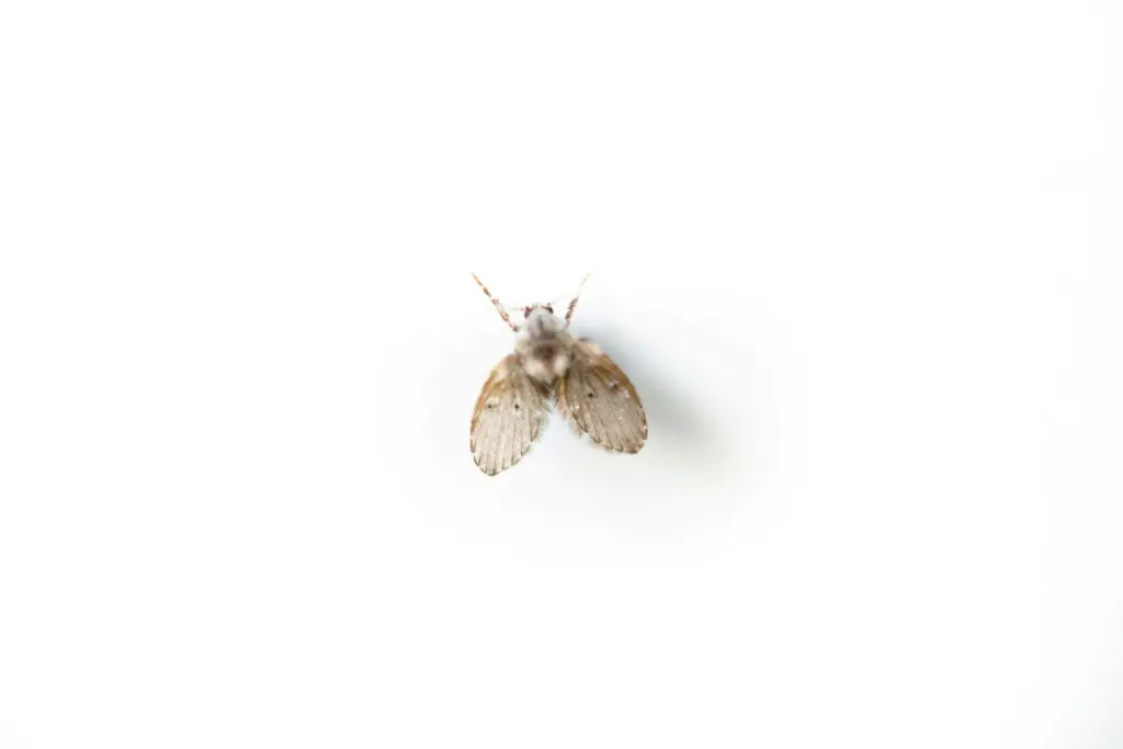 Macro shot of a moth fly