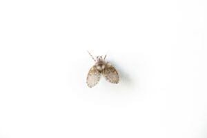 Macro shot of a moth fly