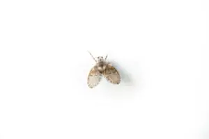 Macro shot of a moth fly