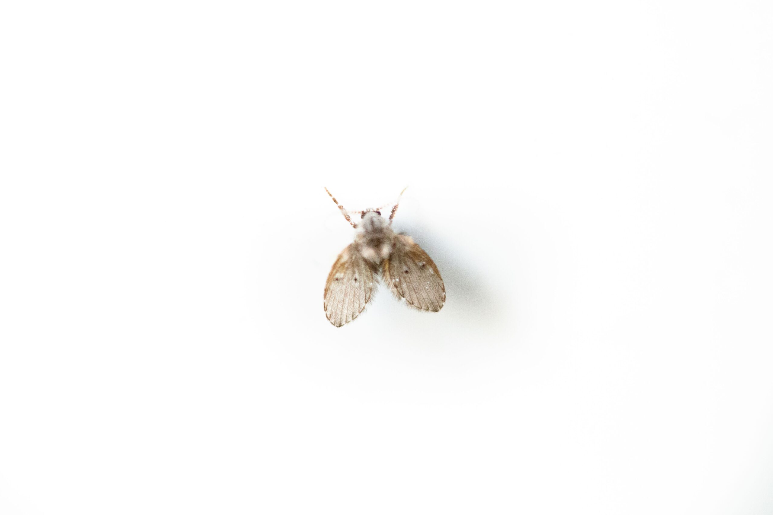 Macro shot of a moth fly