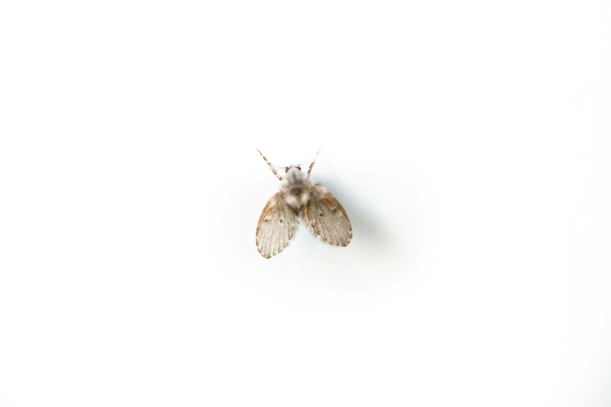 Macro shot of a moth fly
