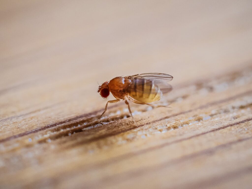 Fruit Fly