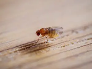 Fruit Fly